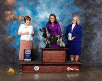 English Cocker Spaniel #8 Wed SB Judge Donna O'Connell