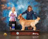 Golden #57 Wed BISS Judge Julie Mackinnon