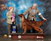 Irish Setter #5 Wed BISS Judge Judy Brown