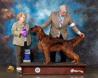 Irish Setter #9 Wed WD Judge Judy Brown