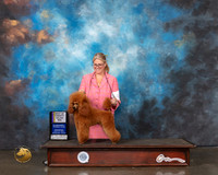 Poodle Miniature #28 Wed BOW Judge Sharon Newcomb
