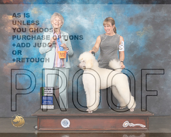Poodle Std #26 Wed BBE Judge Sharon Newcomb-MMJ_0718-HOUSTON21-HR3