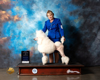 Poodle Std #42 BVetSweeps Judge Larry Dewey