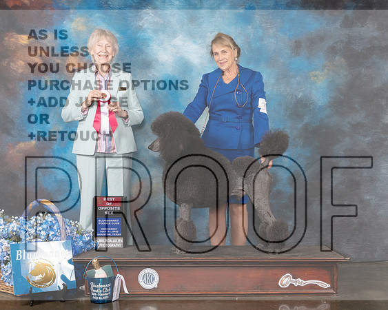 Poodle Std #31 Wed BOS Judge Sharon Newcomb-MMJ_0727-HOUSTON21-HR3