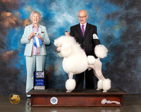 Poodle Std #7 Wed BOW Judge Sharon Newcomb