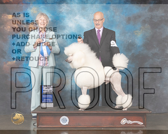 Poodle Std #7 Wed BOW Judge Sharon Newcomb-MMJ_0707-HOUSTON21-HR3
