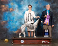 Saluki #8 Wed BISS Judge William Flynn
