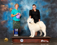 Samoyed #16 Wed WB Judge Marta Lageschulte