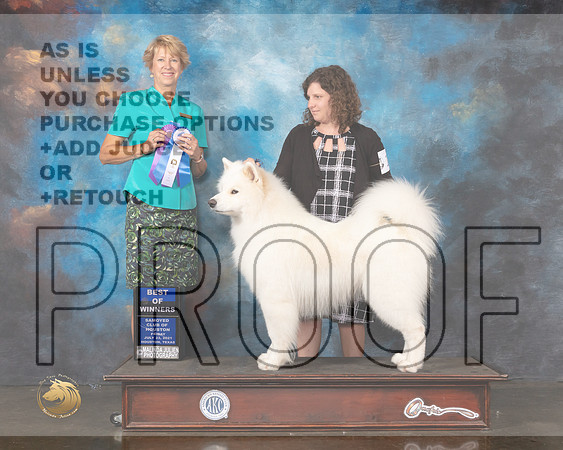 Samoyed #19 Wed BOW Judge Marta Lageschulte-MMJ_0756-HOUSTON21-HR3