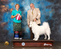 Samoyed #34 Wed BOB Judge Marta Lageschulte