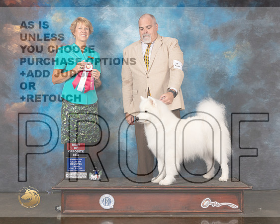 Samoyed #34 Wed BOB Judge Marta Lageschulte-MMJ_0743-HOUSTON21-HR3