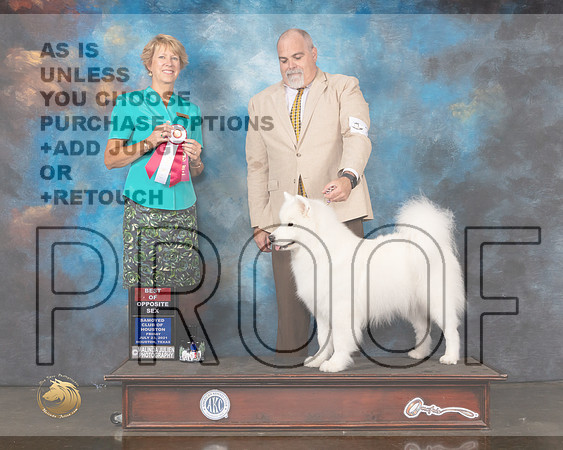 Samoyed #34 Wed BOB Judge Marta Lageschulte-MMJ_0746-HOUSTON21-HR3