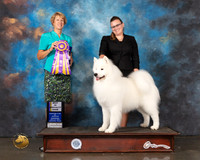 Samoyed #9 Wed BISS Judge Marta Lageschulte