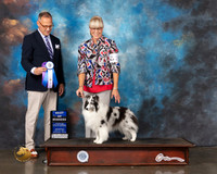 Shetland Sheepdog #24 Wed BOW Judge David Haddock