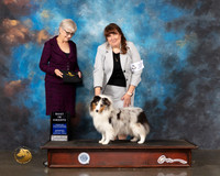 Shetland Sheepdog #30 Wed BISweeps Judge Marion Johnson Your