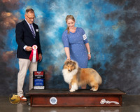Shetland Sheepdog #9 Wed BOS Judge David Haddock