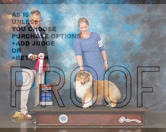 Shetland Sheepdog #9 Wed BOS Judge David Haddock-MMJ_0787-HOUSTON21-HR3