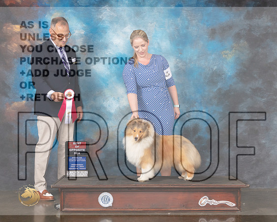 Shetland Sheepdog #9 Wed BOS Judge David Haddock-MMJ_0789-HOUSTON21-HR3