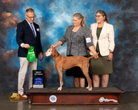 Vizsla #12 Wed BVet Judge David Haddock 2