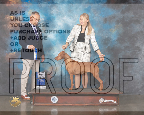 Vizsla #18 Wed BOW Judge David Haddock-MMJ_0524-HOUSTON21-HR3
