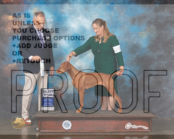 Vizsla #22 Wed SB Judge David Haddock-MMJ_0561-HOUSTON21-HR3
