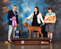 Vizsla #24 Wed BISS Judge David Haddock