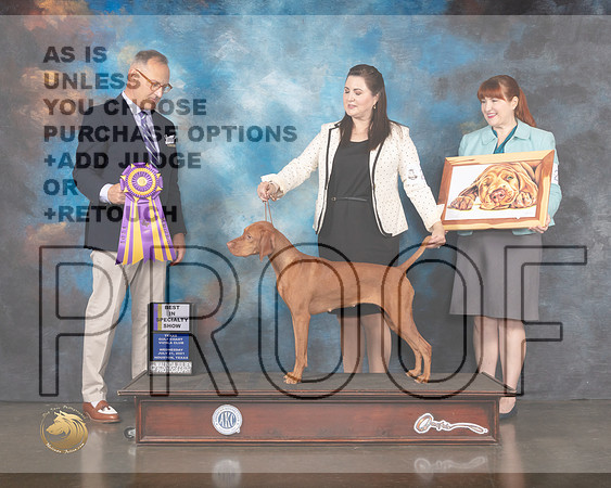 Vizsla #24 Wed BISS Judge David Haddock-MMJ_0514-HOUSTON21-HR3