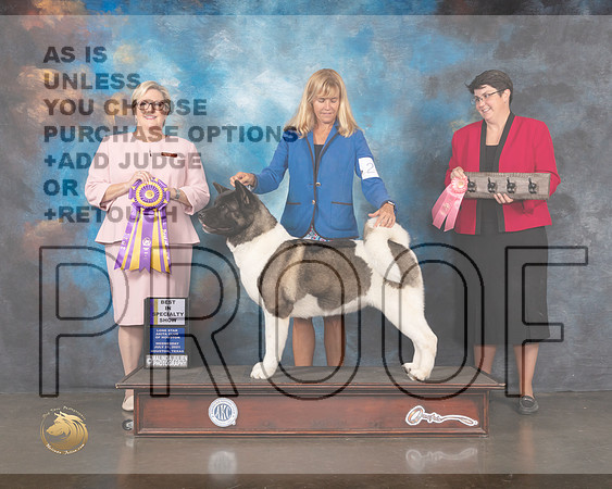 Akita #20 Wed BISS Judge Beth Riley-MMJ_0541-HOUSTON21-HR3