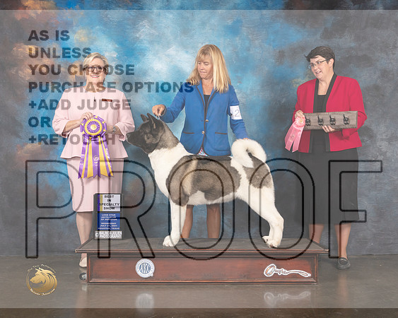 Akita #20 Wed BISS Judge Beth Riley-MMJ_0543-HOUSTON21-HR3
