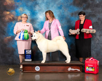 Akita #6 Wed WB BOW Major Judge Beth Riley