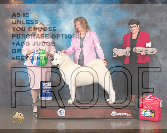 Akita #6 Wed WB BOW Major Judge Beth Riley-MMJ_0528-HOUSTON21-HR3
