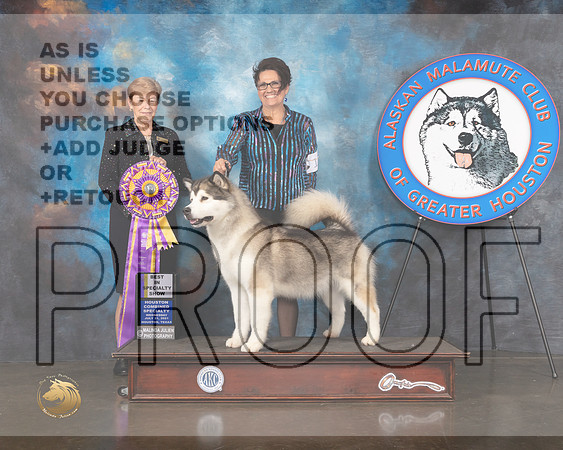 Alaskan Malamute #12 Wed BOB Judge Wendy Corr-MMJ_0311-HOUSTON21-HR3