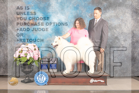Samoyed #21 Sat SD Judge Ken Murray_MJ_6920_Houston_2022_HR3
