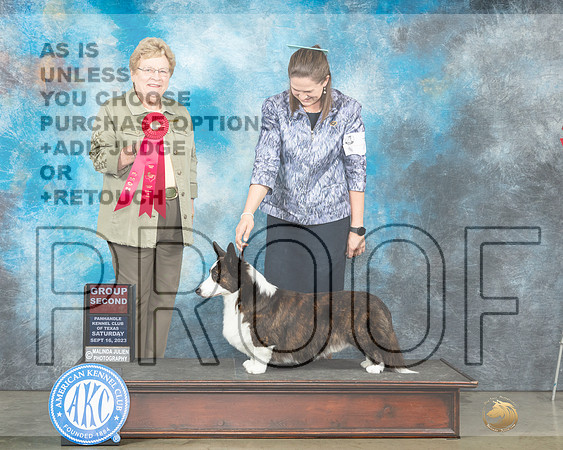 Cardigan Welsh Corgi #7 Sat G2 Judge Judy Brown-_JP_4433e2_Amarillo2023-HR3