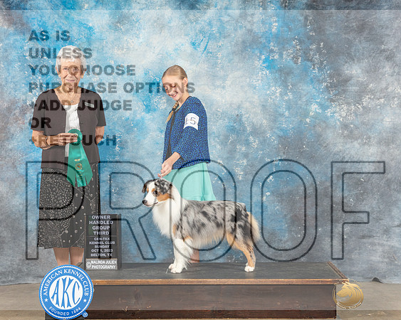 Miniature American Shepherd #15 Sun OHG3 Judge Eva Berg-_CL_6745e_Belton2023-HR3