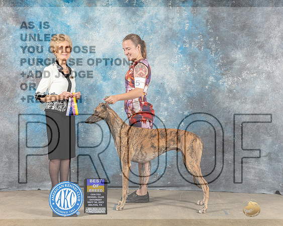 Greyhound #5 Sat BOB BOW Judge June Penta-_CL_6253e_Belton2023-HR3