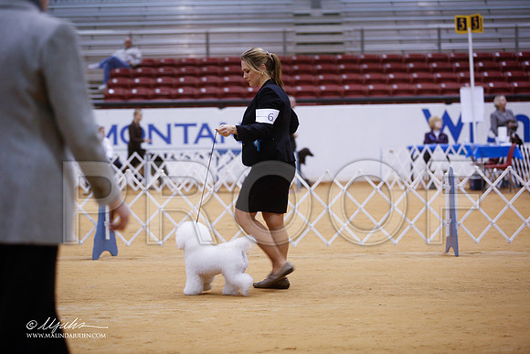 Bichon-4193-GRJan14-HR