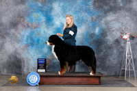 Bernese Mountain Dog #5 Sun G1 Judge Jon Cole