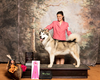 Alaskan Malamute #11 Sun OHG1 Shireman