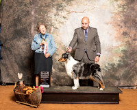 Australian Shepherd #6 Sun NGrCh Bergold Helen Jennifer Young Judge Patricia Taylor