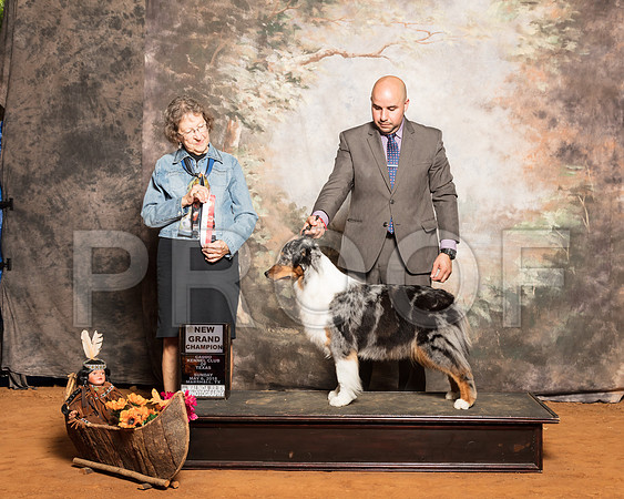 Australian Shepherd #6 Sun NGrCh Bergold Helen Jennifer Young Judge Patricia TaylorSSR_1591-Mj-HR3