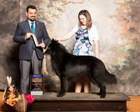Belgian Sheepdog #5 Sun BOB Sanders Elton Nancy Judge Joao Machado