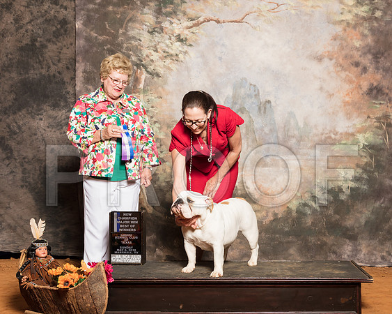 Bulldog #8 Sun BOW NCh Halverson Eileen O Judy Wade Judge Judith BrownSSR_1540-Mj-HR3