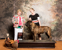 Bullmastiff #5 Sun G2 Millett Adele Rick Blanchard Judge Judith Brown
