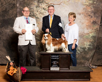 Cavalier King Charles Spaniel #7 Sun G4 Betchley Peter Carolyn Kevin Cline Judge Bradley Jenkins