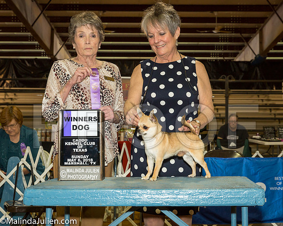 Chihuahua Smooth #11 Sun WD McSwain Paula Judge Sandra London_JJL8980-Mj-HR3