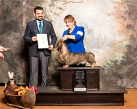 Dachshund Wirehaired #5 Sun OHG2 Abel Michelle Jack Abel Shirley Ray Judge Joao Machado