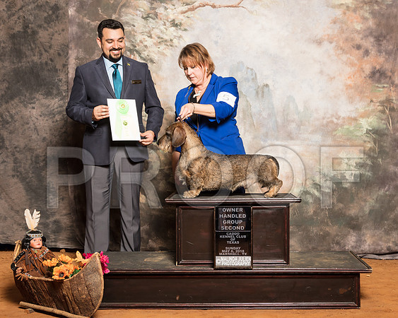 Dachshund Wirehaired #5 Sun OHG2 Abel Michelle Jack Abel Shirley Ray Judge Joao MachadoSSR_1584-Mj-HR3