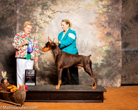 Doberman Pinscher #7 Sun BOW Coleen Byrns Judi Brothers Judge Judith Brown
