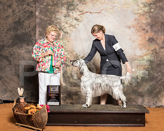 English Setter #10 Sun BOB Whorff Lori Connor Jarrett Judge Judith BrownSSR_1536-Mj-HR3